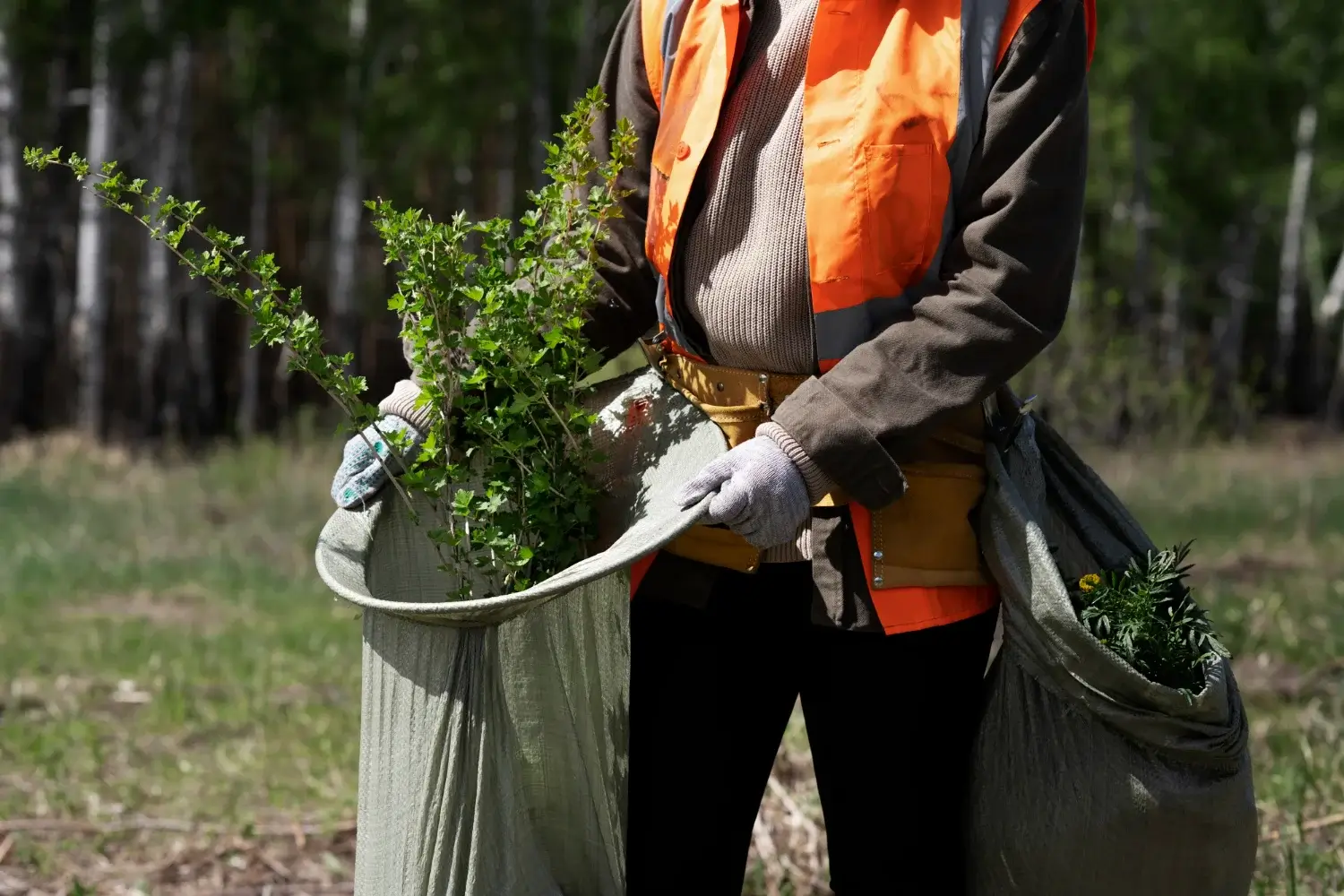 people cleaning up dry branches