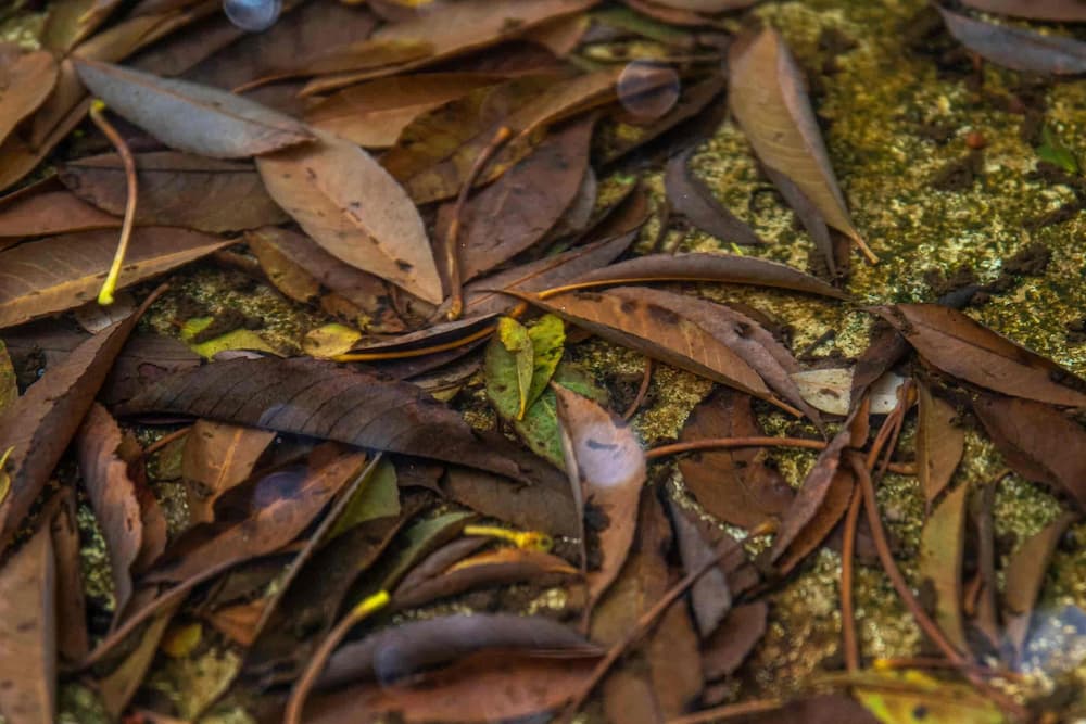 green garden waste